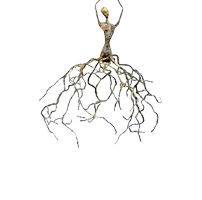 International Ballet Masterworks